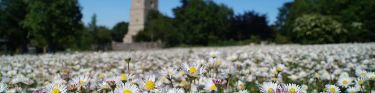 Field Of Daisies And Chalk Church John Allison August Pic (1)
