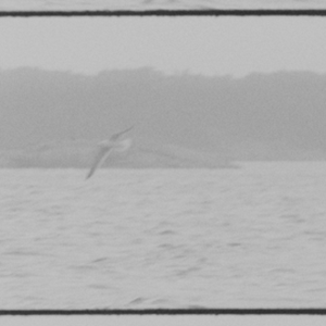Sea Like