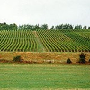 meopham-valley-vineyard.jpg
